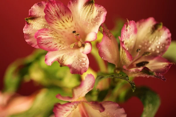 Pembe çiçekler — Stok fotoğraf