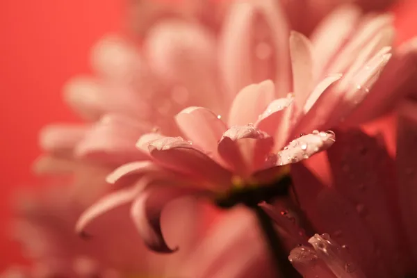 Mujer con flor de orquídea sobre fondo rosa — Foto de Stock