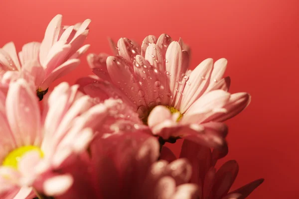 Closed up chrysanthemum — Stock Photo, Image