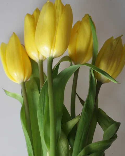 Gelbe Tulpen — Stockfoto