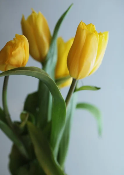 Žluté tulipány — Stock fotografie