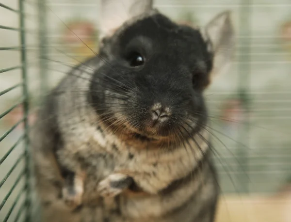 Chinchilla sentada en una jaula — Foto de Stock