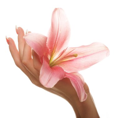 el ile pembe lily çiçek