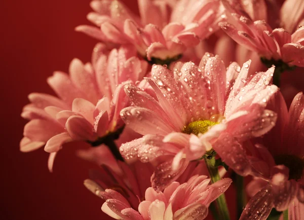 Růžový chrysanthemum květiny — Stock fotografie