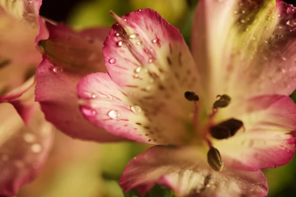 Kobieta z orchidea kwiat na różowym tle — Zdjęcie stockowe