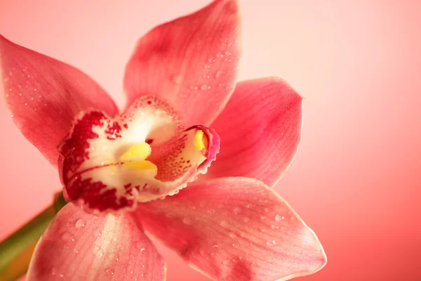 Růžová orchidej květina zblízka — Stock fotografie