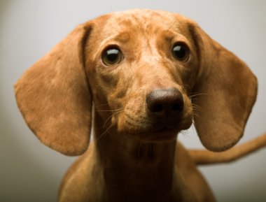 köpek yavrusu oranı