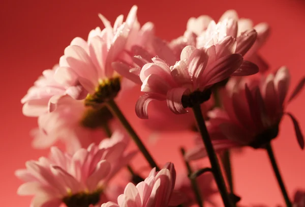 Růžový chrysanthemum květiny — Stock fotografie