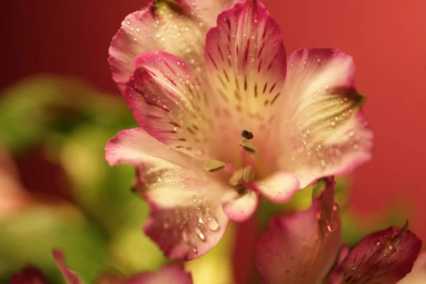 Rosa blommor — Stockfoto