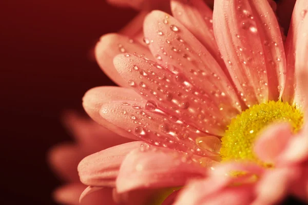 Closed up chrysanthemum — Stock Photo, Image