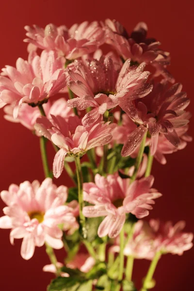 Růžový chrysanthemum květiny — Stock fotografie