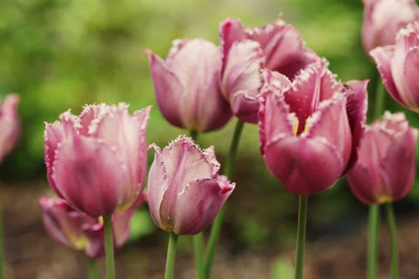 Różowe tulipany w ogrodzie — Zdjęcie stockowe