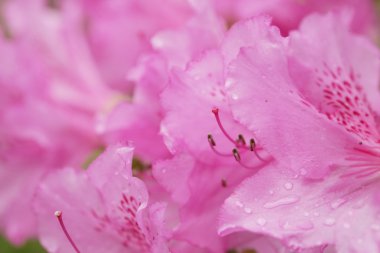 Bahçedeki güzel pembe çiçekler