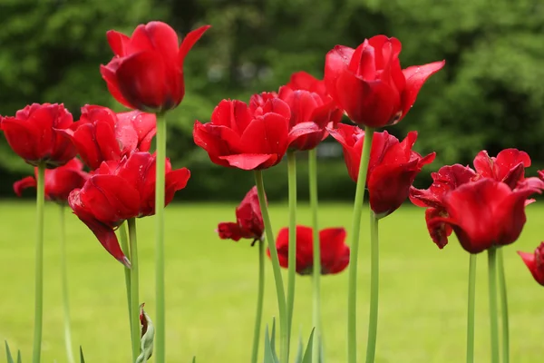 Rote Tulpen — Stockfoto