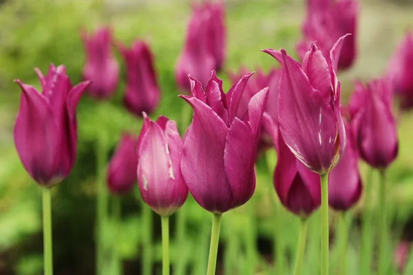 Rosa tulpaner i trädgården — Stockfoto