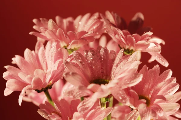 ピンクの菊の花 — ストック写真