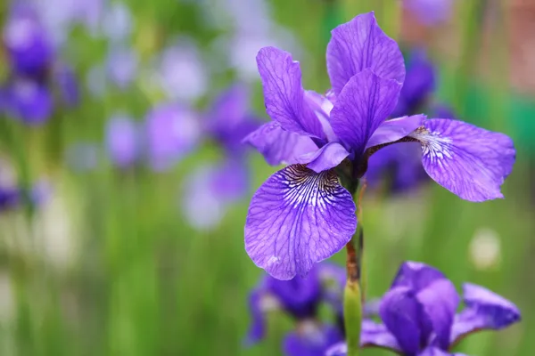 Beautiful bright irises — Stock Photo, Image