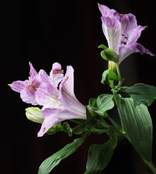 Mor çiçekler alstroemeria — Stok fotoğraf