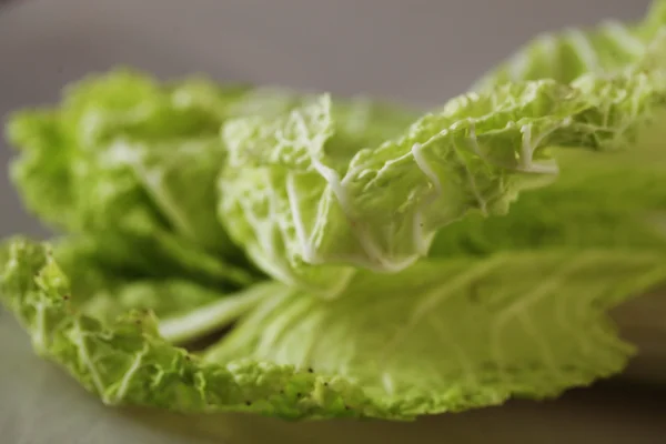 Chinese cabbage — Stock Photo, Image