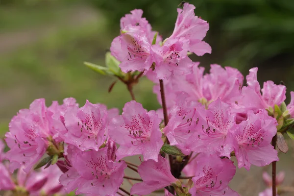 Красиві рожеві квіти в саду — стокове фото
