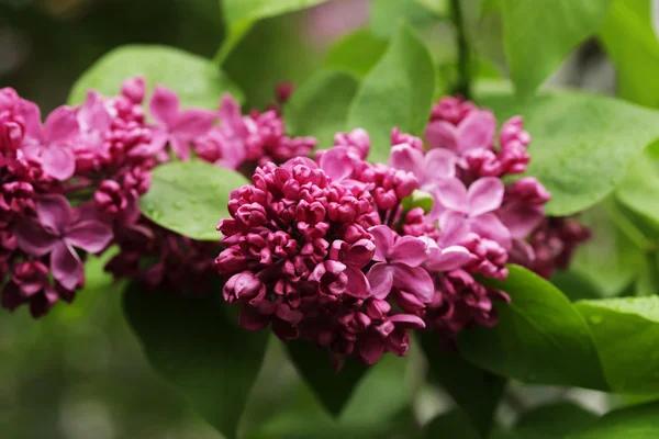 Lilac flowers. — Stock Photo, Image