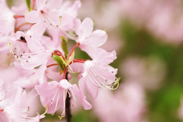 Belas flores cor de rosa no jardim — Fotografia de Stock