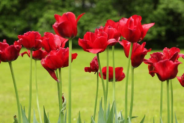 Rote Tulpen — Stockfoto