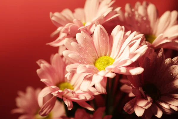 Closed up chrysanthemum — Stock Photo, Image