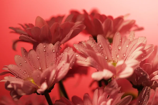 Sloot chrysant — Stockfoto