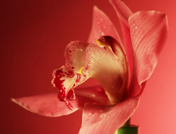 Flor de orquídea rosa de cerca — Foto de Stock