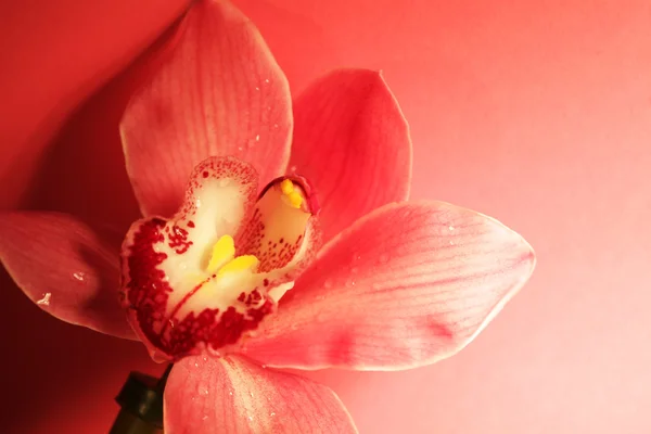 Flor de orquídea púrpura — Foto de Stock