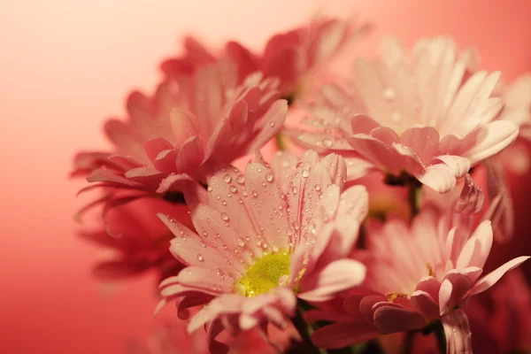 Sloot chrysant — Stockfoto