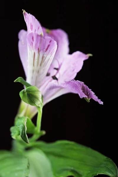 바이올렛 꽃 alstroemeria — 스톡 사진