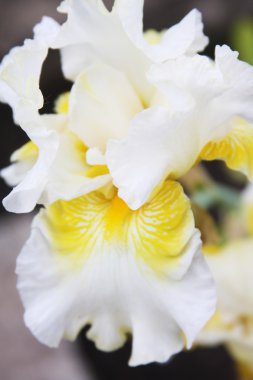 Bahçedeki beyaz göz