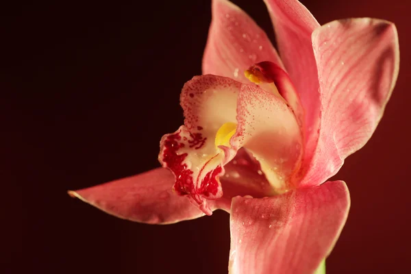 Lila Orchideenblüte — Stockfoto