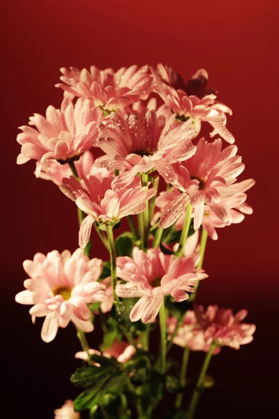 Růžový chrysanthemum květiny — Stock fotografie