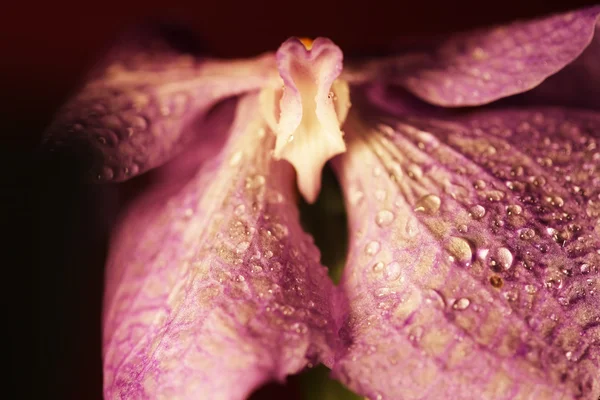 Mor orkide çiçeği. — Stok fotoğraf