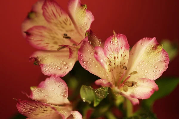 Pembe çiçekler — Stok fotoğraf