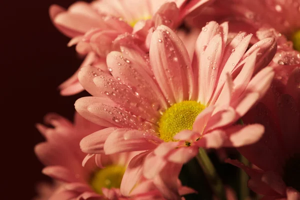 Geschlossene Chrysantheme — Stockfoto