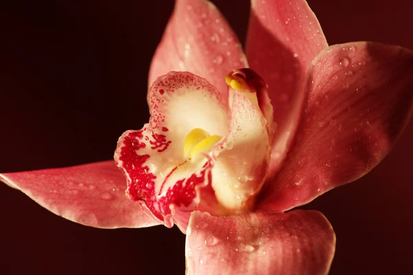 Fioletowy kwiat storczyka — Zdjęcie stockowe