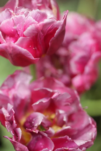 Schöne rosa Pfingstrosen — Stockfoto