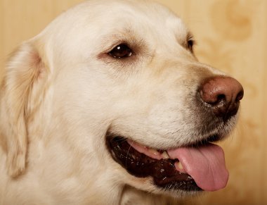 Güzel golden retriever köpeği