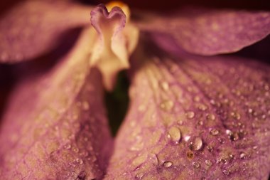 Mor orkide çiçeği.