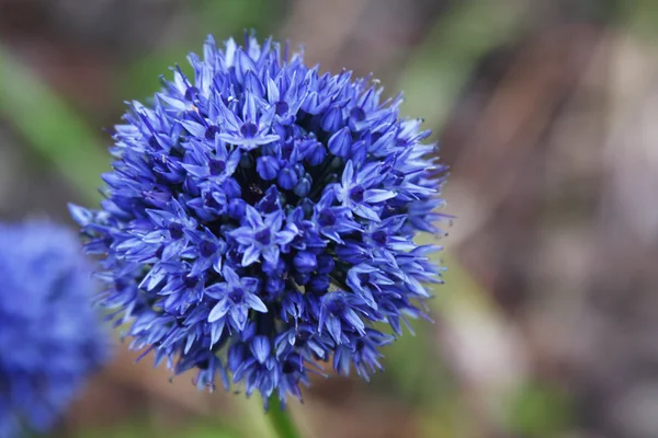 Fiore blu in giardino — Foto Stock