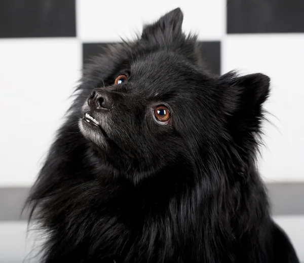 Schwarzer Hund — Stockfoto