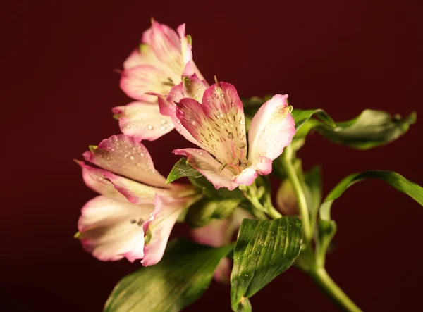 Žena s orchidejí květ růžové pozadí — Stock fotografie