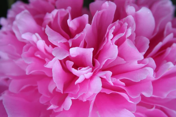 Rosa Pfingstrose — Stockfoto