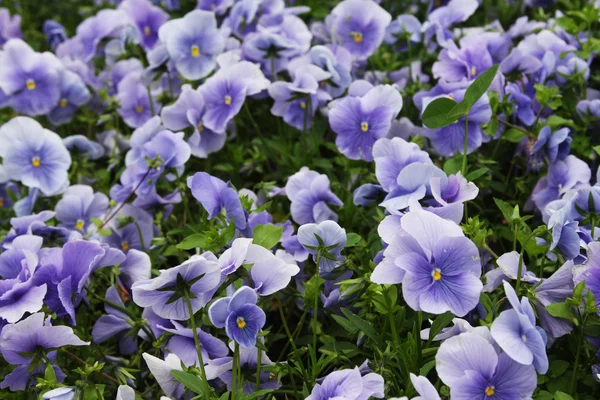 Viola flower field — Stock Photo, Image