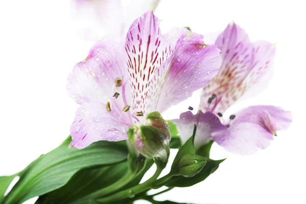 Violet flowers alstroemeria — Stock Photo, Image