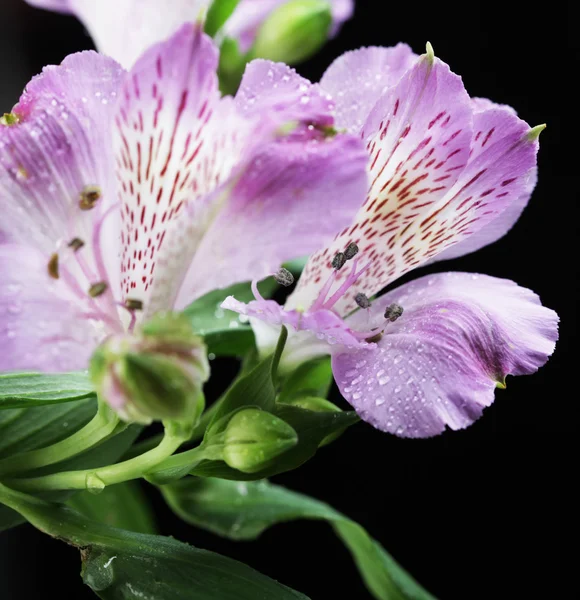 Fleurs violettes alstroemeria — Photo